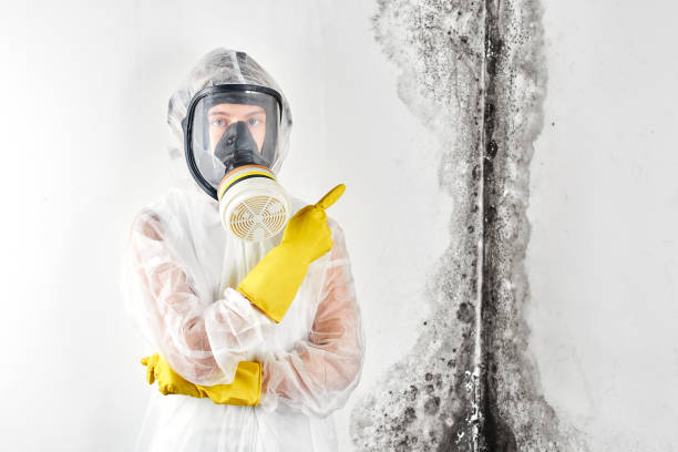 Best Attic Mold Removal  in West Hempstead, NY